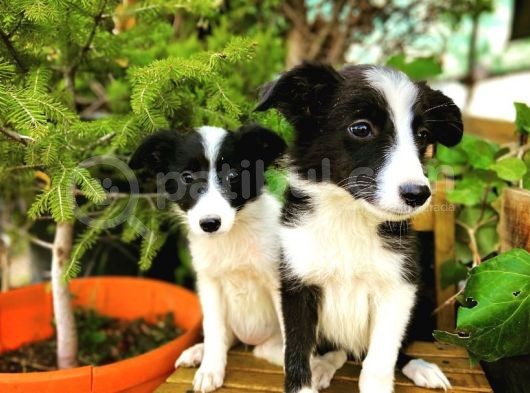 Border Collie Yavrular görsel