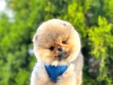 Safkan Teddy Bear Pomeranian Boo Yavrularımız