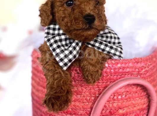 Toy Poodle Kaniş Kahverengi Orjinal Safkan A Kalite Garanti