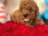 Toy Poodle Kaniş Kahverengi Orjinal Safkan A Kalite Garanti