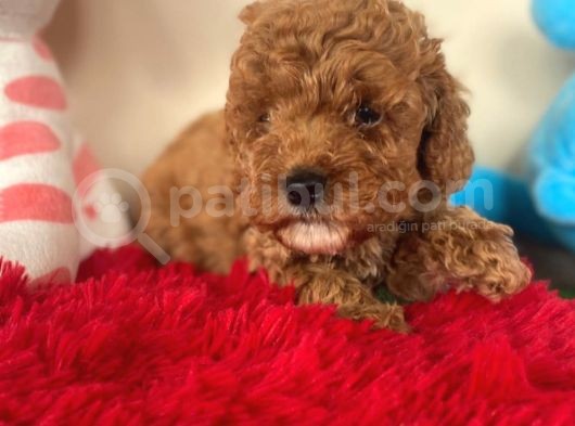 Toy Poodle Kaniş Kahverengi Orjinal Safkan A Kalite Garanti görsel