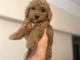 Anne Altindan Di̇şi̇ Poodle Bebeği̇mi̇z