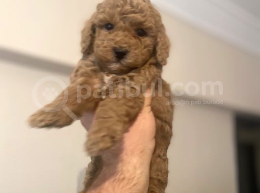 Anne Altindan Di̇şi̇ Poodle Bebeği̇mi̇z görsel