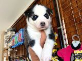 Safkan Si̇bi̇rya Kurdu Husky A Kali̇te Bebekler