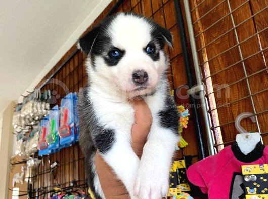 Safkan Si̇bi̇rya Kurdu Husky A Kali̇te Bebekler görsel
