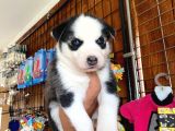 Safkan Si̇bi̇rya Kurdu Husky A Kali̇te Bebekler