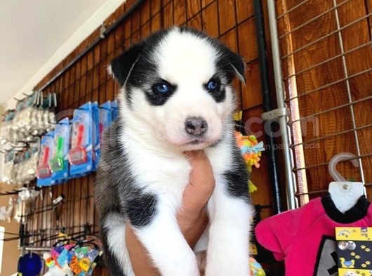 Safkan Si̇bi̇rya Kurdu Husky A Kali̇te Bebekler görsel