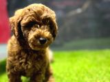 Red Brown Dişi Toypoodle Yavrumuz