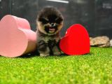 Scr Belgeli, Microchipli Pomeranian Boo Oğlumuz