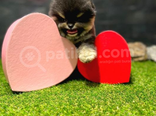 Scr Belgeli, Microchipli Pomeranian Boo Oğlumuz görsel