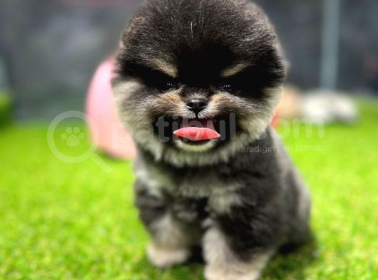 Scr Belgeli, Microchipli Pomeranian Boo Oğlumuz