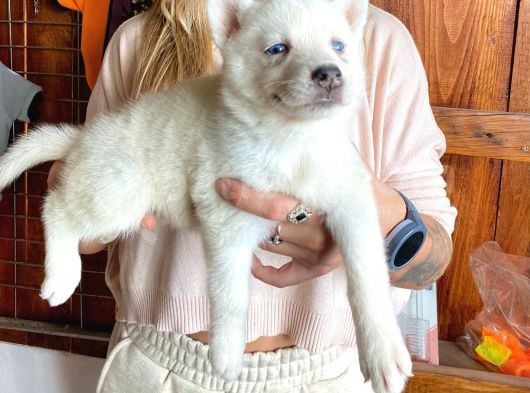 Safkan Si̇bi̇rya Kurdu Husky A Kali̇te Bebekler görsel