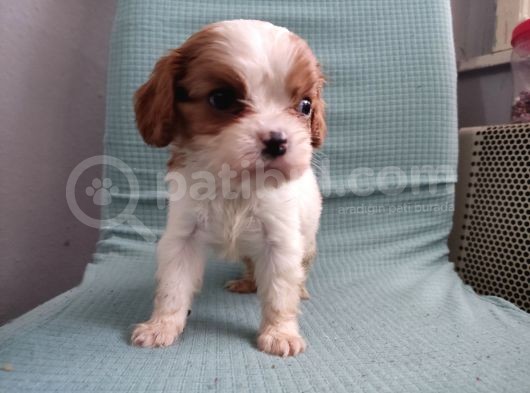 Mini Boy Cavalier King Charles Yavrularımız görsel