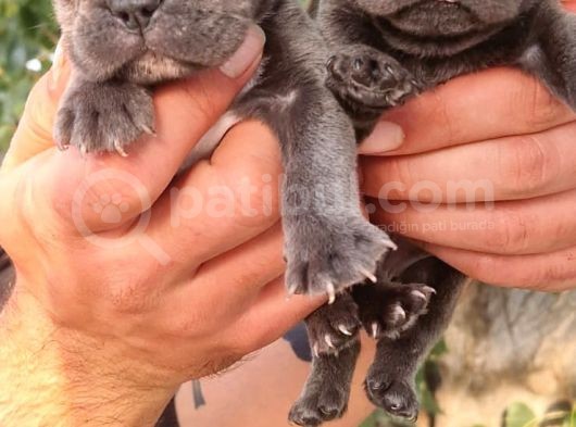 Blue French Bulldog Yavrular görsel