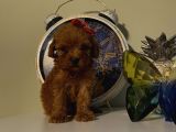 SafKan ToyPoodle Bebeklerimiz