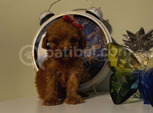 Safkan Toypoodle Bebeklerimiz