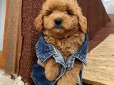 Ev Ortamında Büyüyen Poodle Yavrularımız