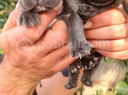 Blue French Bulldog Yavrular