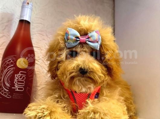 Orji̇nal Poodle Yavrular görsel