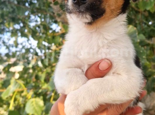 Jack Russel Yavrular görsel