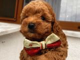Ev Ortamında Büyüyen Poodle Yavrularımız