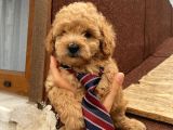 Sağlık Ve Irk Garantili Poodle Yavrularımız