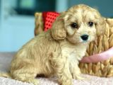 Show Kalite Maltipoo Yavrular