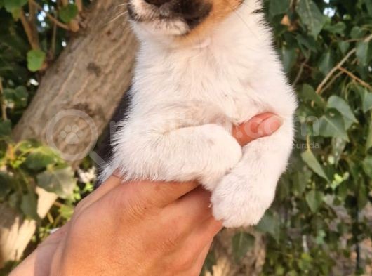 Jack Russel Yavrular görsel