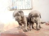 Cane Corsa Yavrular