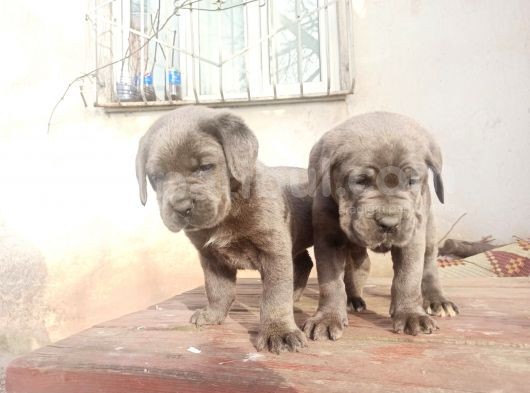 Cane Corsa Yavrular görsel