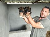 45 Günlük Dişi Erkek Amerikan Akita Yavrularımız Yeni Ailelerine Gitmeye Hazirlar