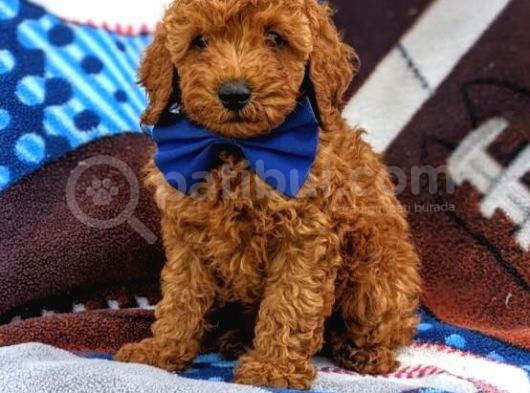 Sağlik Ve Irk Garanti̇li̇ Red Brown Toy Poodle Yavrularimiz görsel