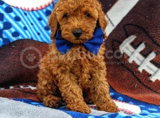 Sağlik Ve Irk Garanti̇li̇ Red Brown Toy Poodle Yavrularimiz görsel