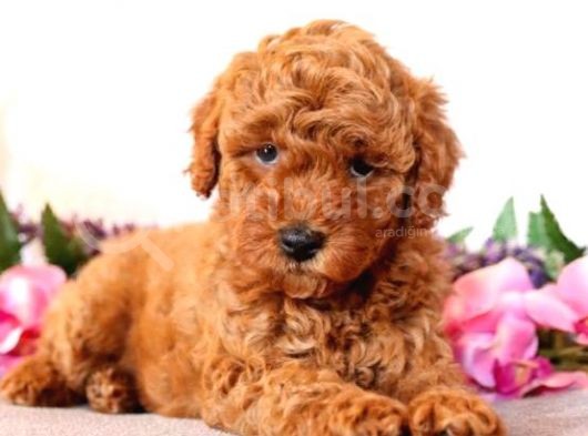 Sağlik Ve Irk Garanti̇li̇ Red Brown Toy Poodle Yavrularimiz