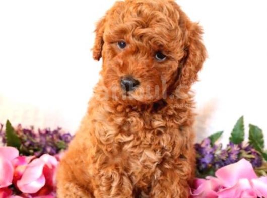Sağlik Ve Irk Garanti̇li̇ Red Brown Toy Poodle Yavrularimiz görsel