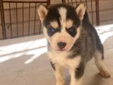 Husky Yavrular