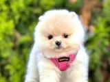 Ayıcık Surat Boo Pomeranian Yavrular