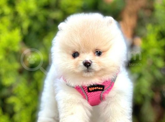 Ayıcık Surat Boo Pomeranian Yavrular görsel