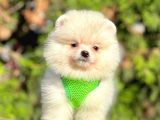 Safkan Teddy Bear Pomeranian Boo Yavrularımız