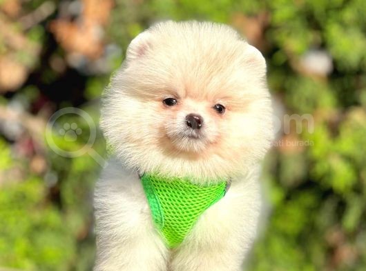 Safkan Teddy Bear Pomeranian Boo Yavrularımız görsel