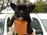 French Bulldog Yavrular