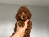 Red Brown Poodle Orji̇nal Koyu Renk