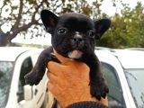 French Bulldog Yavrular
