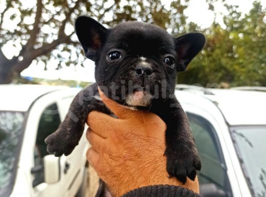 French Bulldog Yavrular görsel