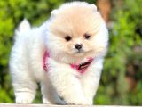 Ayıcık Surat Boo Pomeranian Yavrular