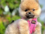 Safkan Teddy Bear Pomeranian Boo Yavrularımız