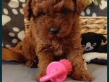 Red Brown Toy Poodle Yavrular