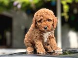 Red Toy Poodle Bebekler
