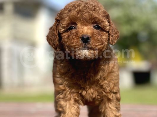 Show Kalite Mini Boy Orjinal Poodle Bebeklerimiz