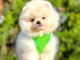 Safkan Teddy Bear Pomeranian Boo Yavrularımız